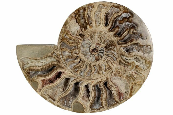 Choffaticeras (Daisy Flower) Ammonite Half - Madagascar #199244